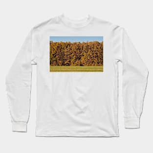 Oak forest in the autumn Long Sleeve T-Shirt